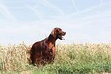 SETTER IRLANDAIS 107